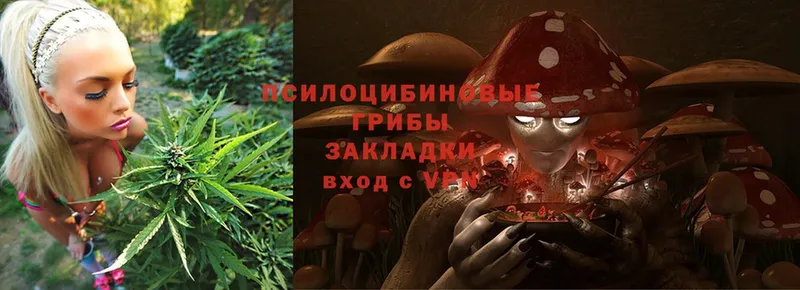 сколько стоит  Белоозёрский  Псилоцибиновые грибы Cubensis 